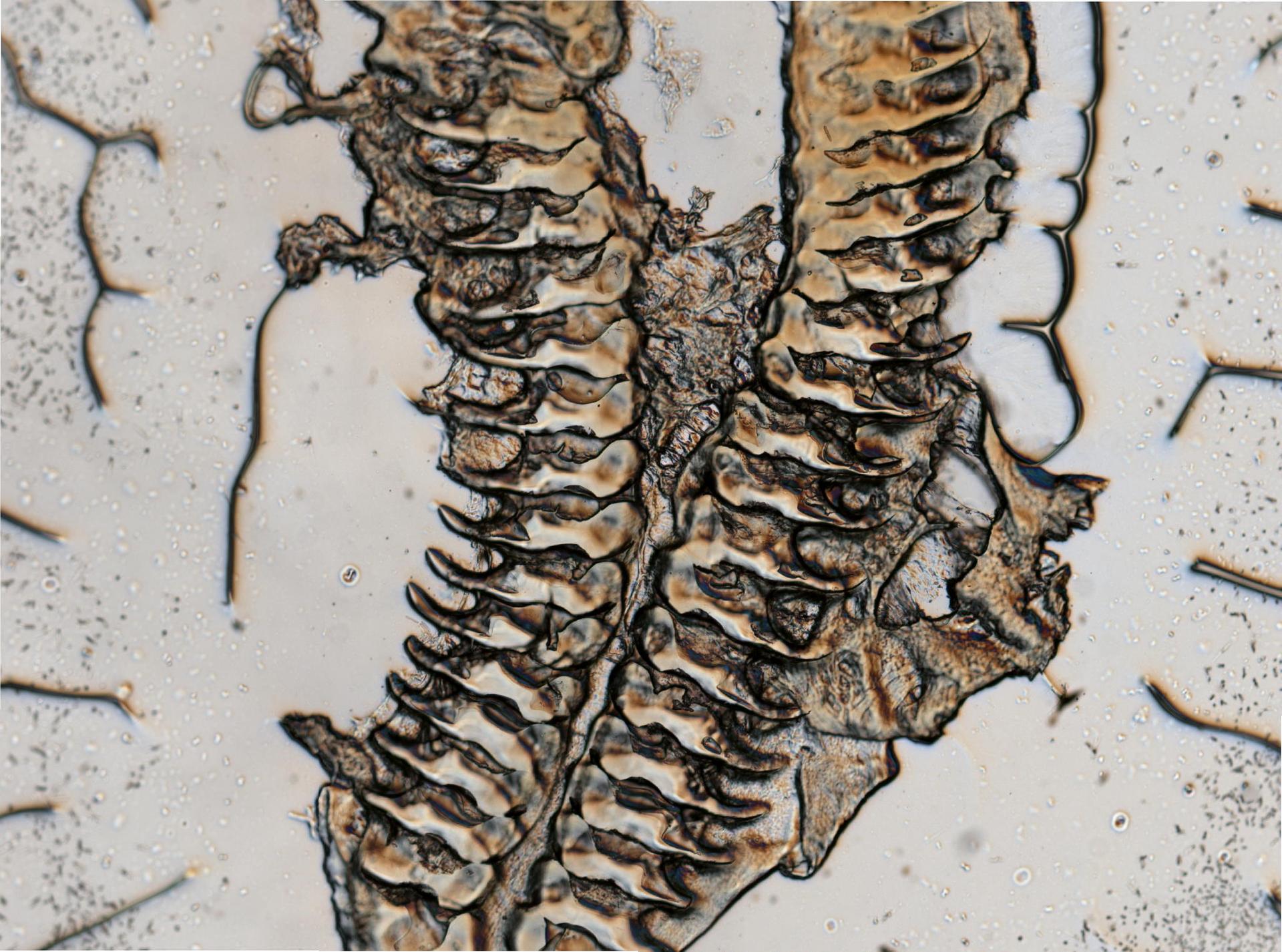 Acanthodoris pilosa image