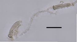 Lensia conoidea image