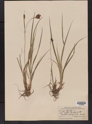Carex atrata var. ovata image