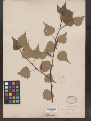 Betula populifolia image
