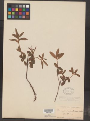 Ledum groenlandicum image