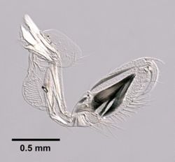 Elasmopus levis image