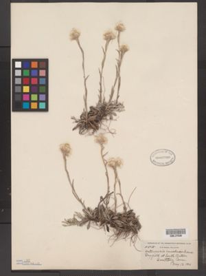Antennaria howellii ssp. canadensis image