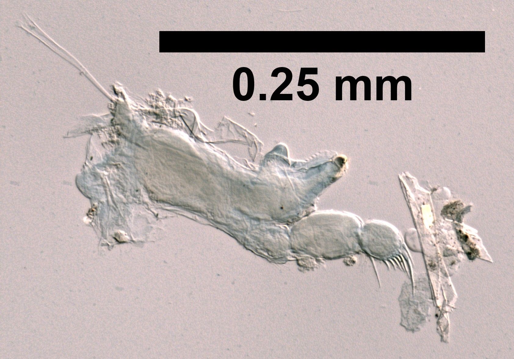 Anthomuda affinis image