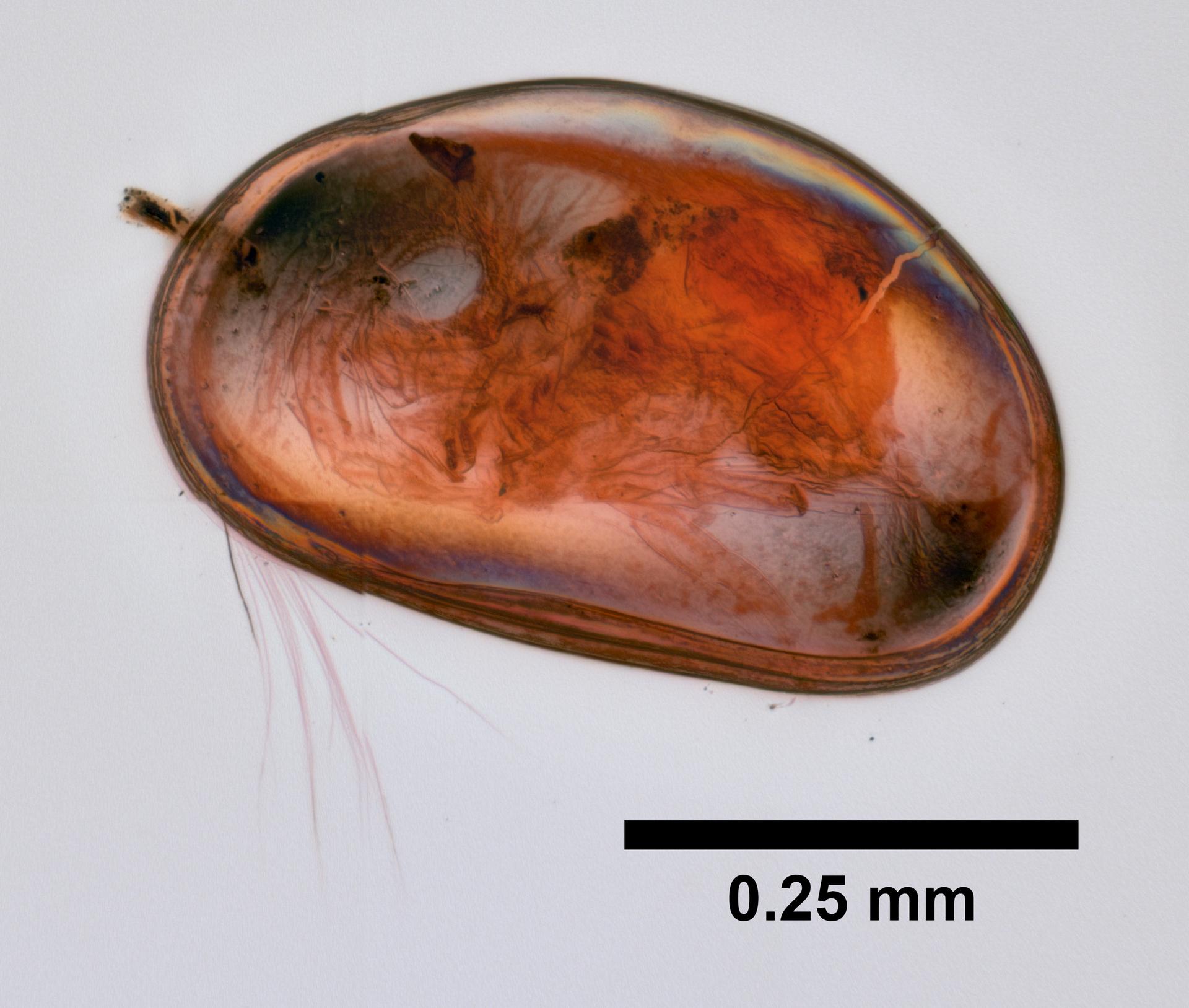 Cyprididae image