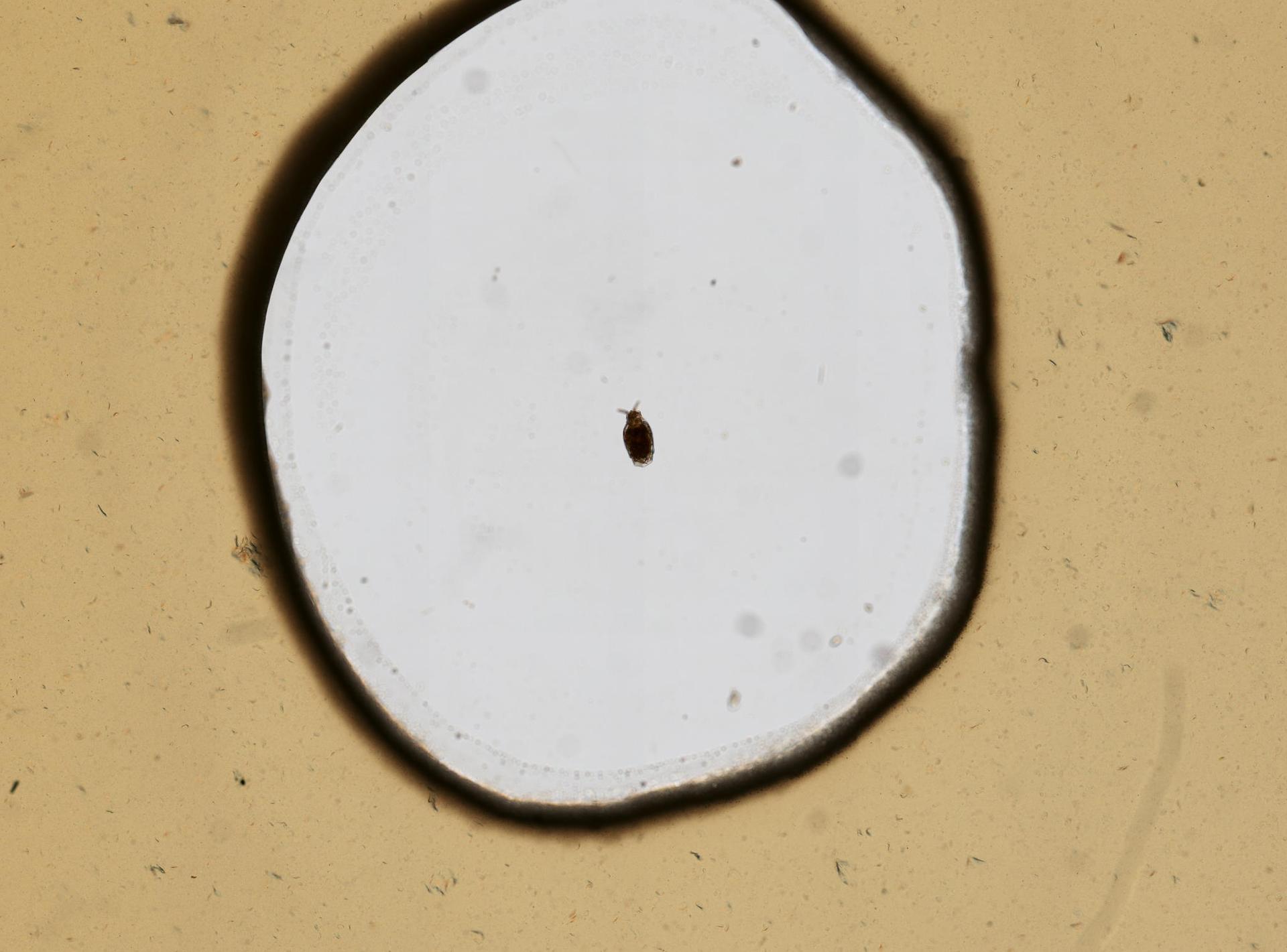 Dicranophorus robustus image