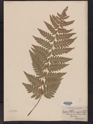 Dryopteris cristata var. clintoniana image