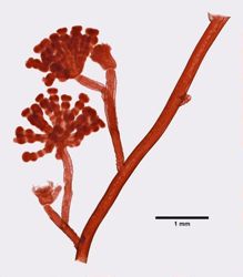Eudendrium racemosum image