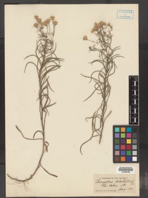 Pityopsis falcata image