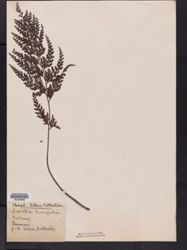 Odontosoria chinensis subsp. tenuifolia image