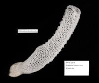 Euplectella aspergillum image