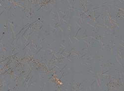 Spirastrella coccinea image