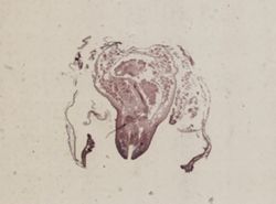 Lunarca ovalis image
