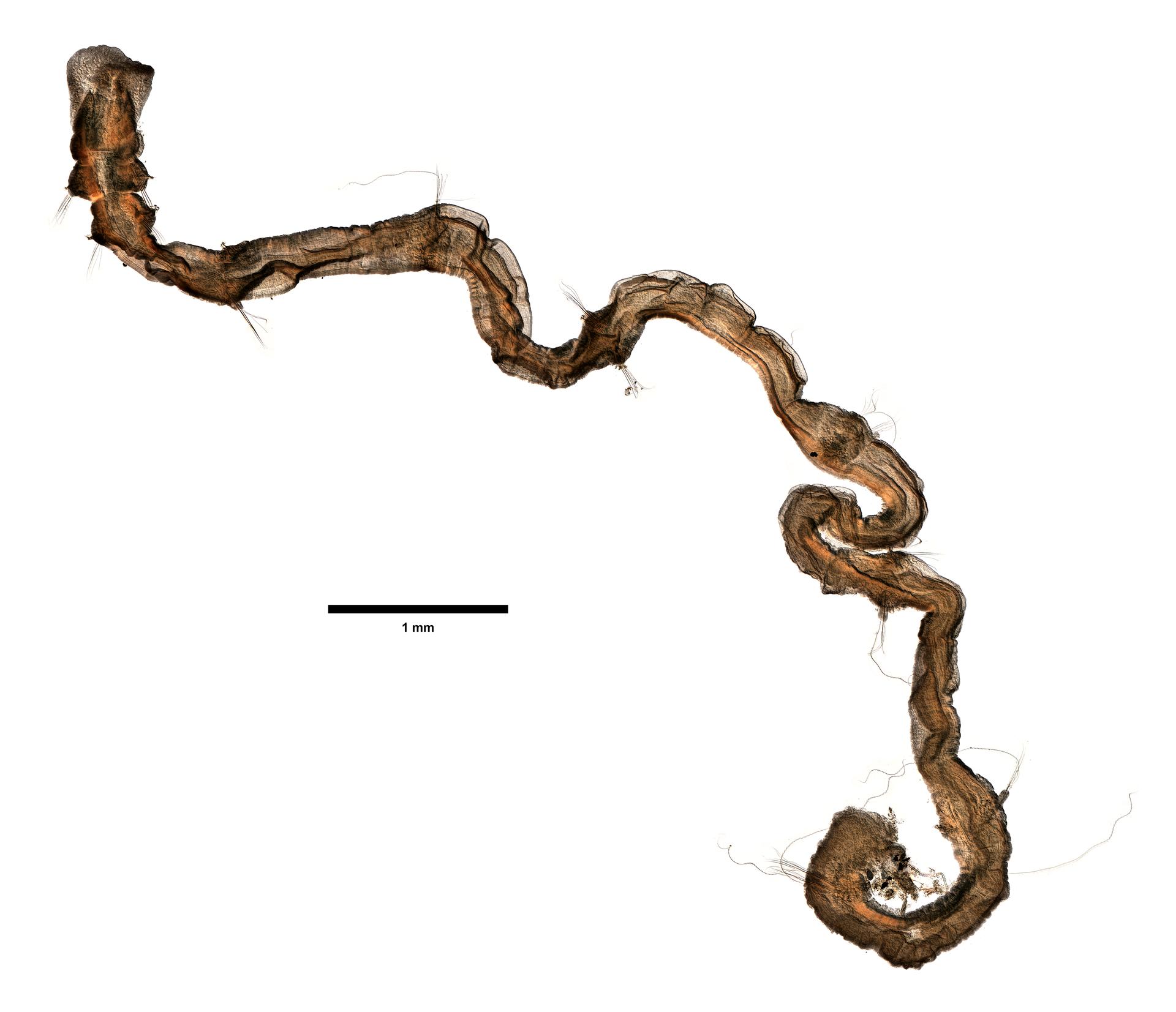 Petaloproctus filifer image