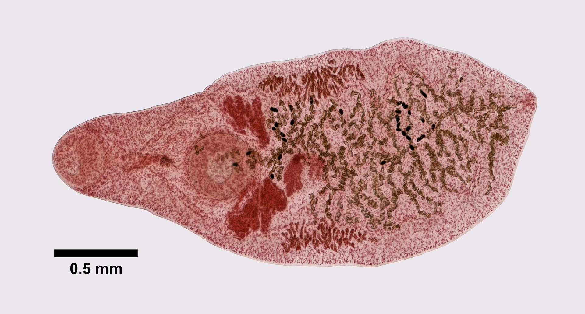 Platynosomum image