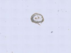 Phoronis psammophila image