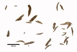 Anthogorgia divaricata image