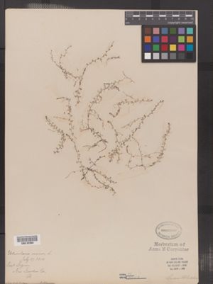 Image of Utricularia minor