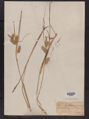 Carex hystericina image