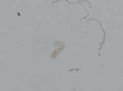 Somatogyrus aureus image