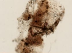 Mycale microsigmatosa image