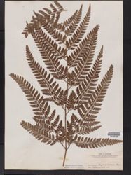 Polystichum oculatum image
