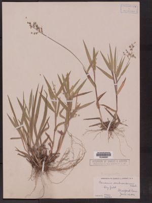 Dichanthelium oligosanthes var. oligosanthes image