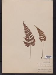 Dryopteris sparsa subsp. sparsa image