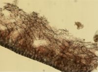 Halichondria panicea image