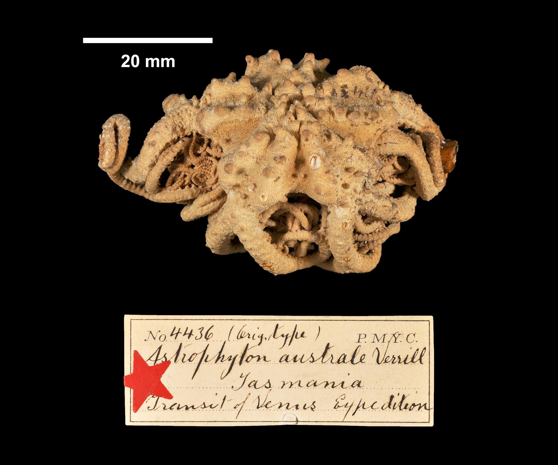 To Yale Peabody Museum of Natural History (YPM IZ 004436.EC)