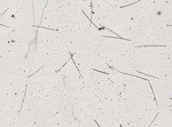 Clathria eurypa image