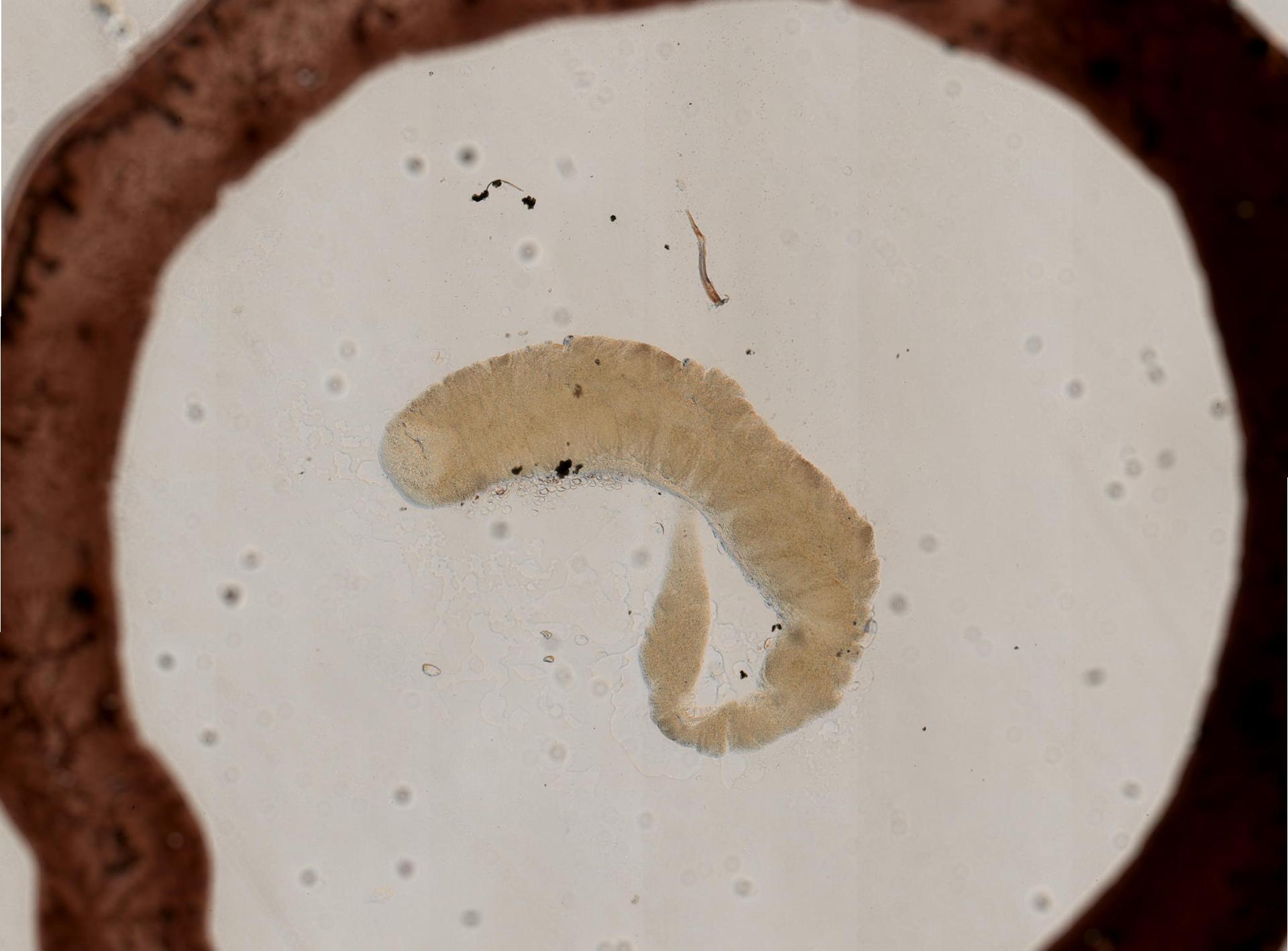 Prostomatidae image