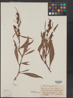 Rumex salicifolius var. mexicanus image