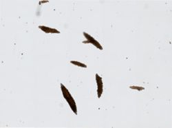 Scleracis guadalupensis image