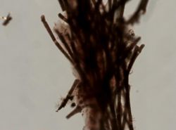 Haliclona caerulea image
