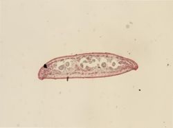 Dendrocoelum lacteum image