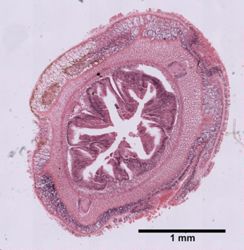 Baseodiscus edmondsoni image