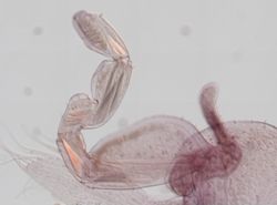 Platorchestia platensis image