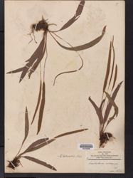 Elaphoglossum blumeanum image
