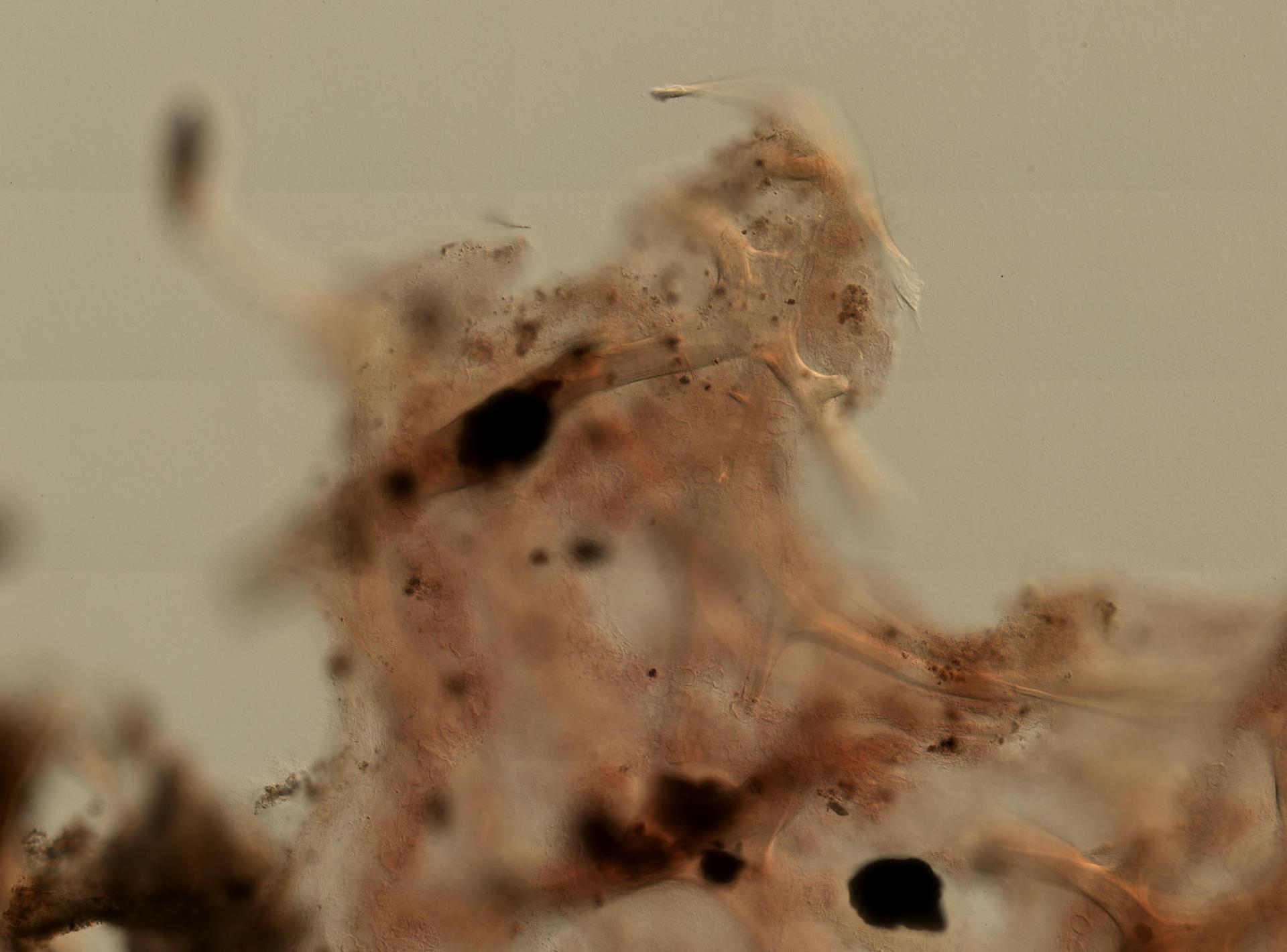 Euryspongia rosea image