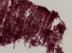 Clathria pennata image