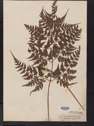 Dryopteris sparsa subsp. sparsa image