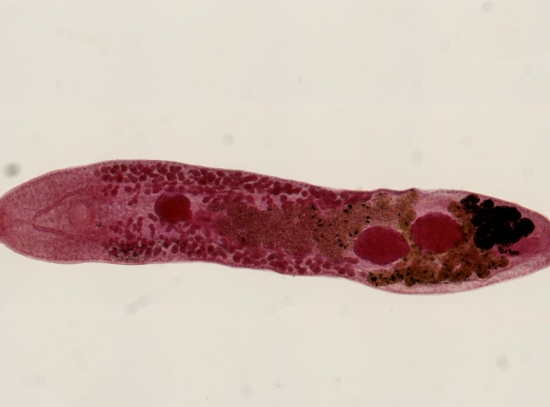 Urotrematidae image