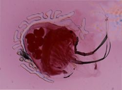 Holopedium gibberum image