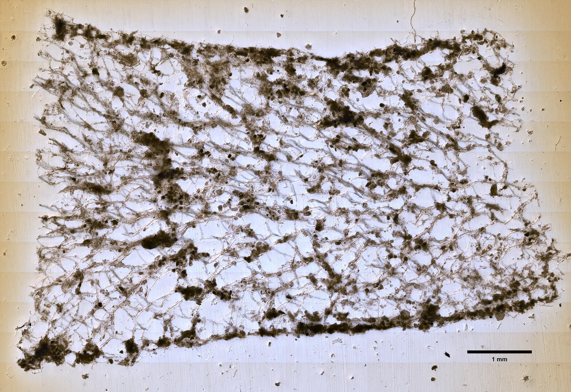 Callyspongia strongylophora image
