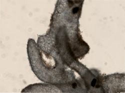 Leucosolenia eleanor image