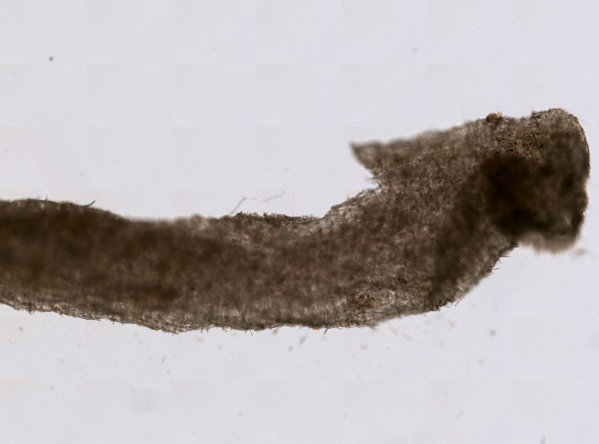 Leucosolenia botryoides image