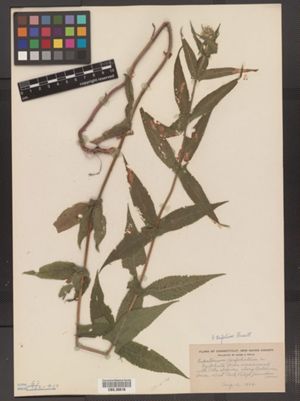 Eupatorium perfoliatum f. trifolium image