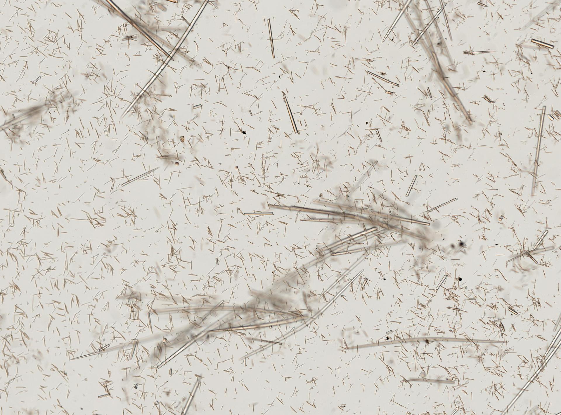 Melophlus sarasinorum image