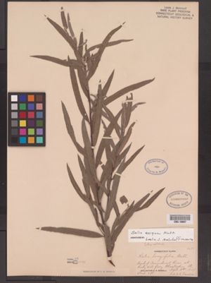 Salix exigua image